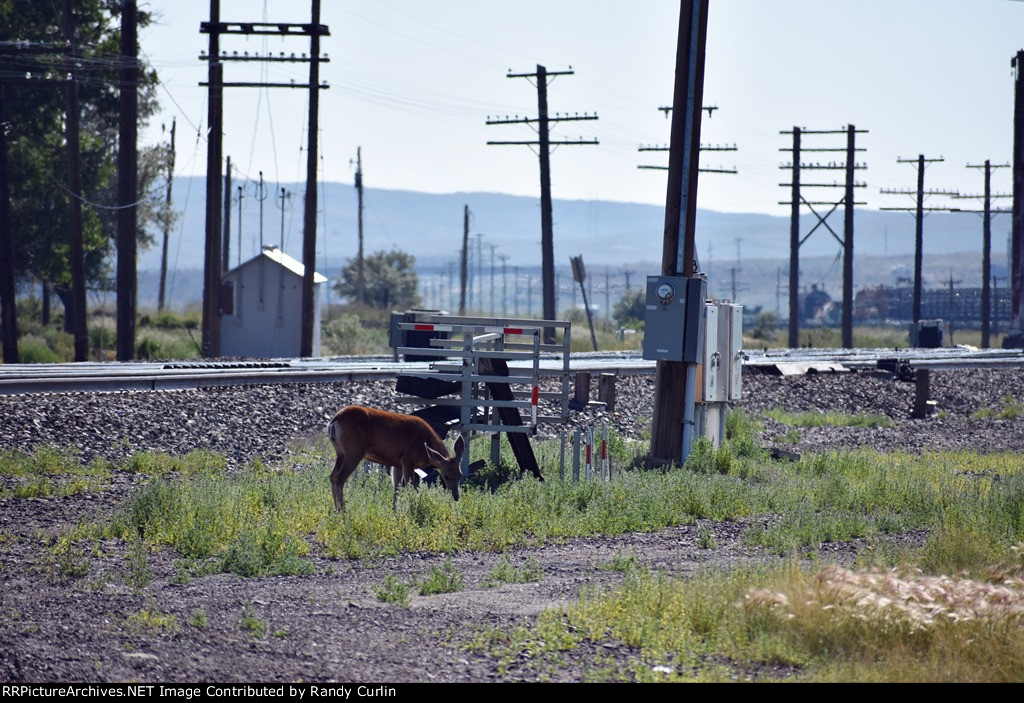 Local Wildlife